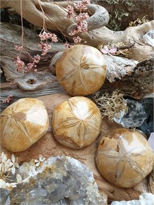 Окаменелый морской еж меж01