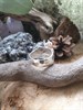 Кольцо медведида-берегиня с розовой жемчужиной КольМБ3 - фото 14371