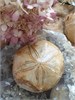 Окаменелый морской еж меж01