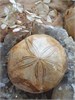 Окаменелый морской еж меж01
