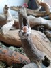 Кольцо медведида-берегиня с розовой жемчужиной КольМБ2 - фото 5809